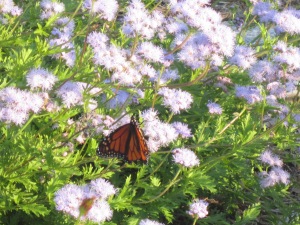 monarch and mistflower