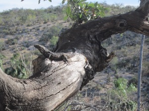 iguana on 500 year old white oak tree, La Huerta
